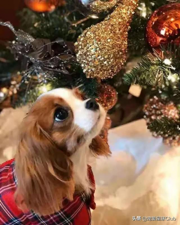 百科 &vert; 查爾斯王騎士獵犬，溫順可愛的皇家甜心