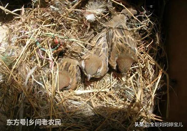 分享——鳥類築巢