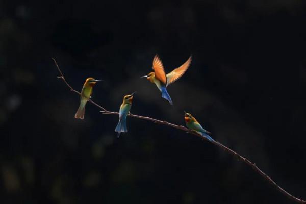 “中國最美小鳥”到底有多美？