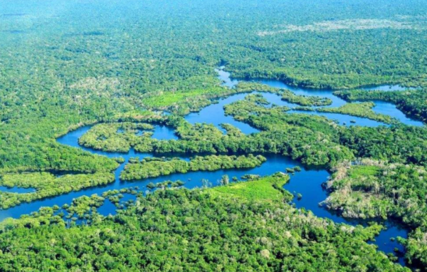 森林面積增加1倍後會發生什麼？科學家：人類難以承受後果