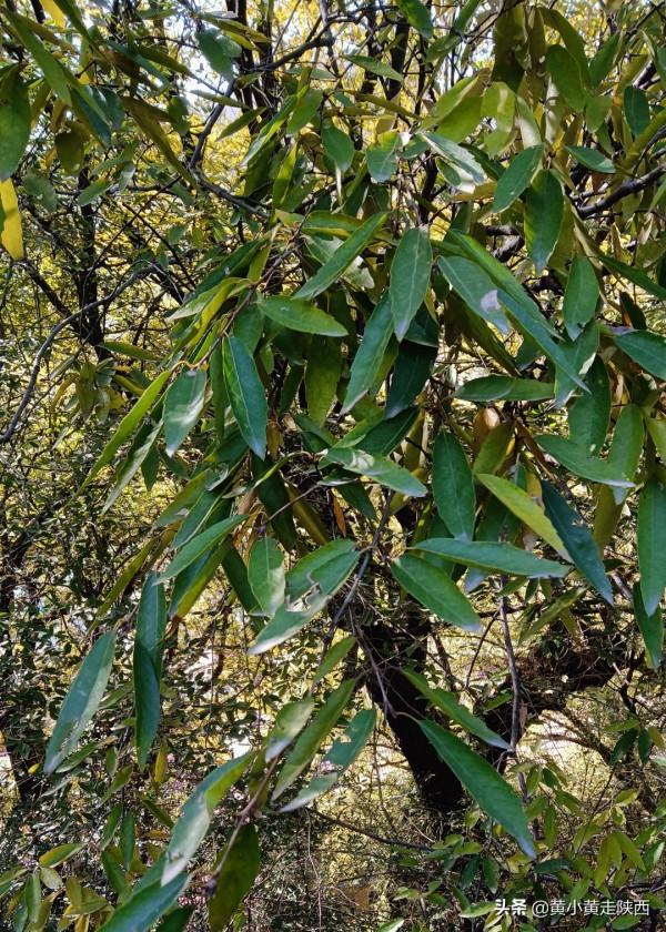 坐5元班車進秦嶺深處，抵達西安最有詩意的小鎮，山水紅葉任人賞