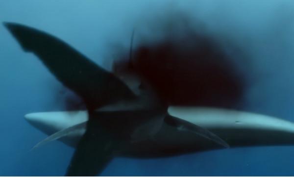 恐龍是如何滅絕的?看完真實的史前世界,我終於明白了 恐龍是如何滅絕的?看完真實的史前世界,我終於明白了