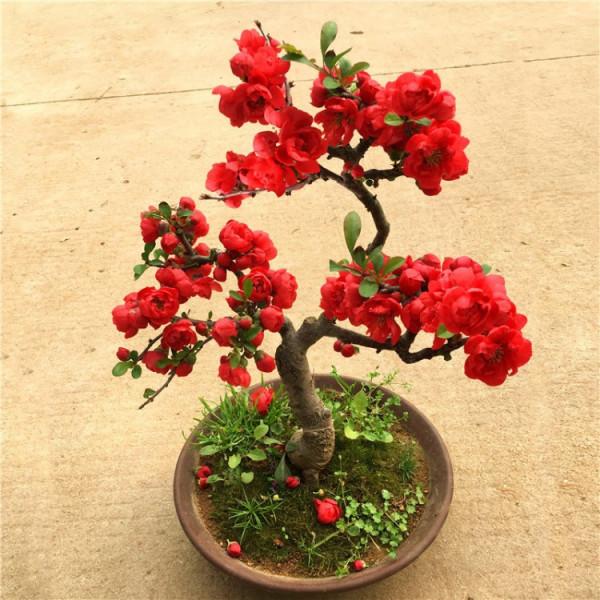 “家裡有棵樹，代代都富有”！室內養樹，建議從這9種裡面選