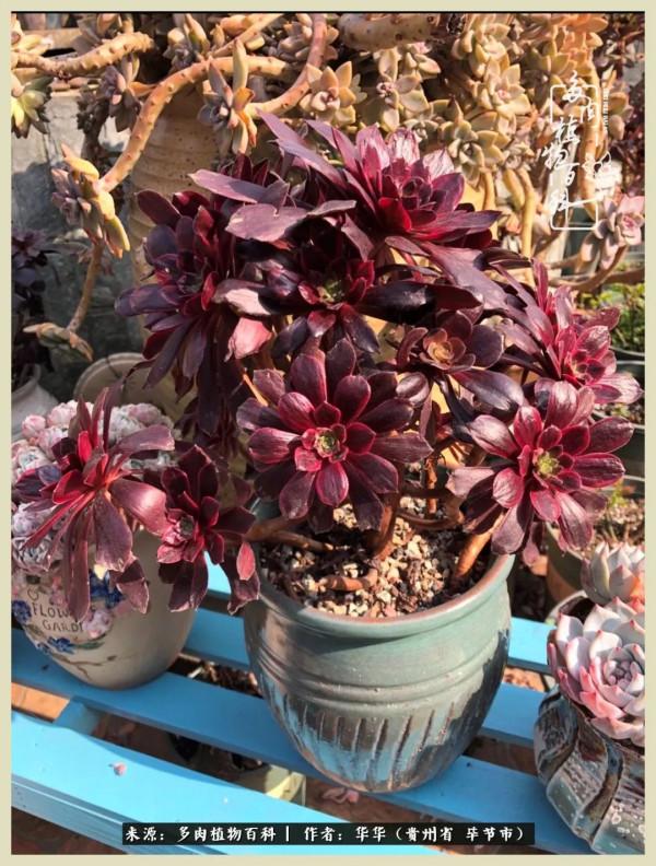 我的造園之夢：鮮花、多肉、錦鯉，這才是樓頂花園該有的樣子