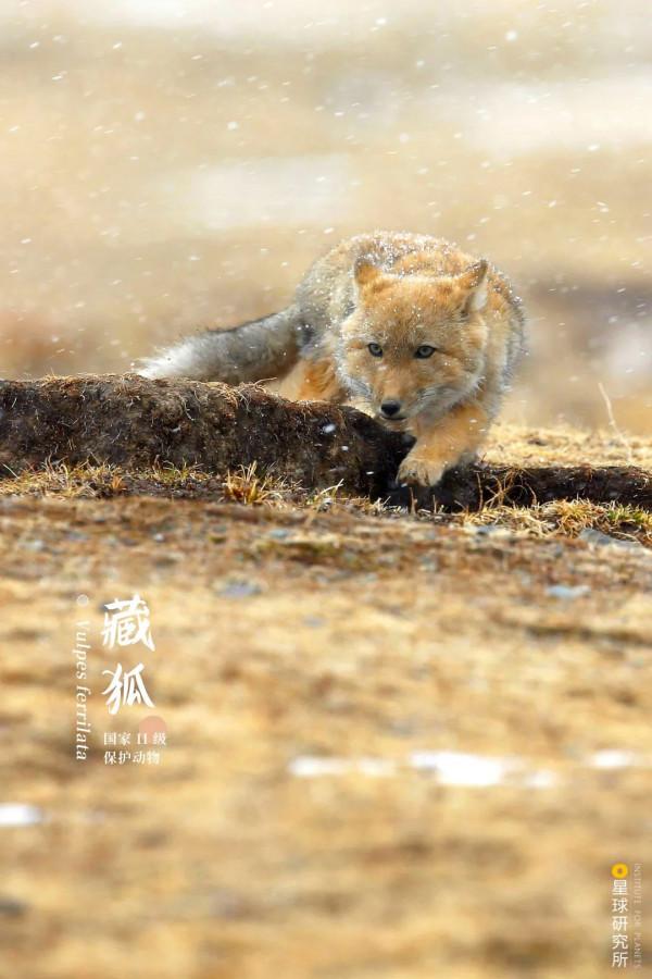 出發！看中國五大國家公園