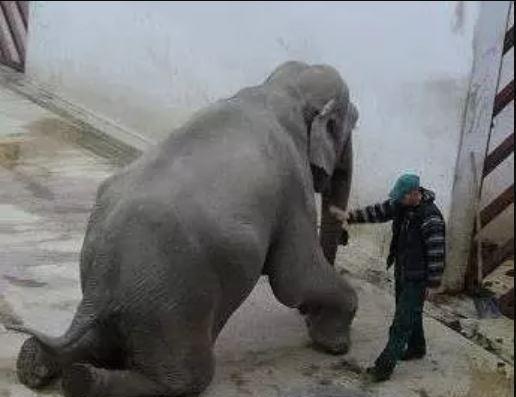 動物也記仇?一隻大象的復仇:21年,30分鐘,13條人命,86槍 動物也記仇?一隻大象的復仇:21年,30分鐘,13條人命,86槍