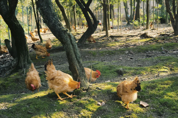 咕咕噠！挖到一家店，打車300塊都值得專程跑一趟