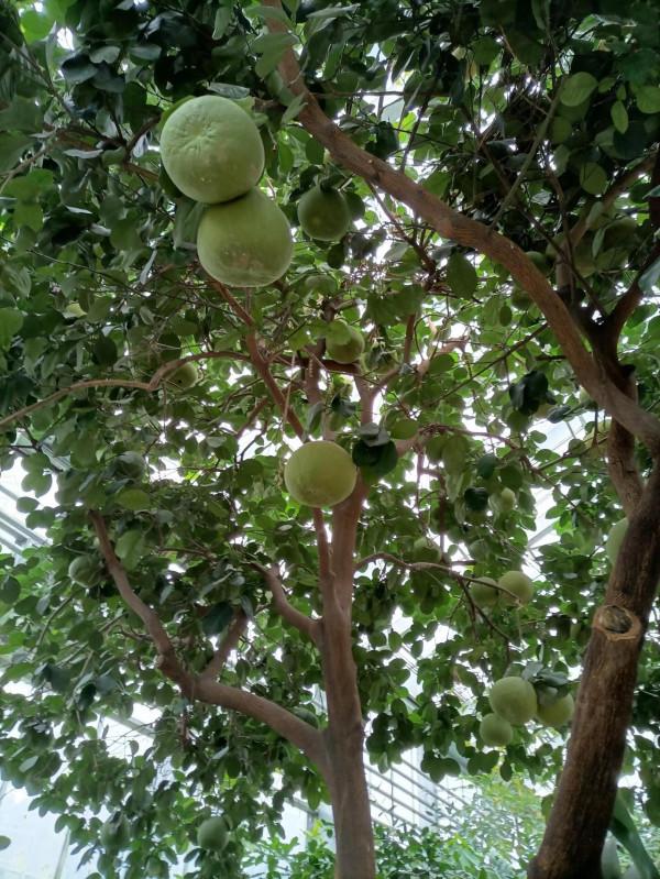 週末遛娃好去處，中科院植物研究所