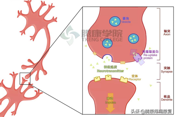 長期運動我們的大腦是這樣變化的