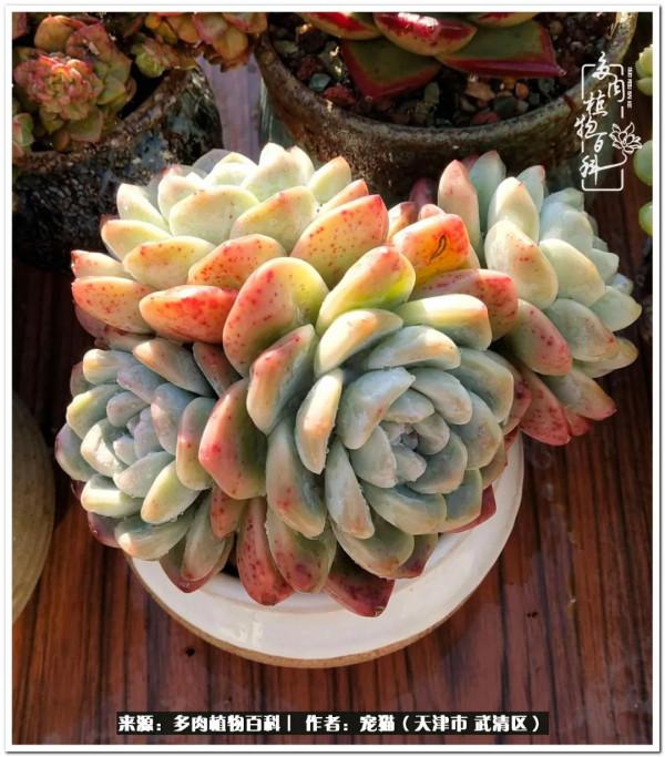 人生紛亂奈我幾何，與多肉相伴度年華