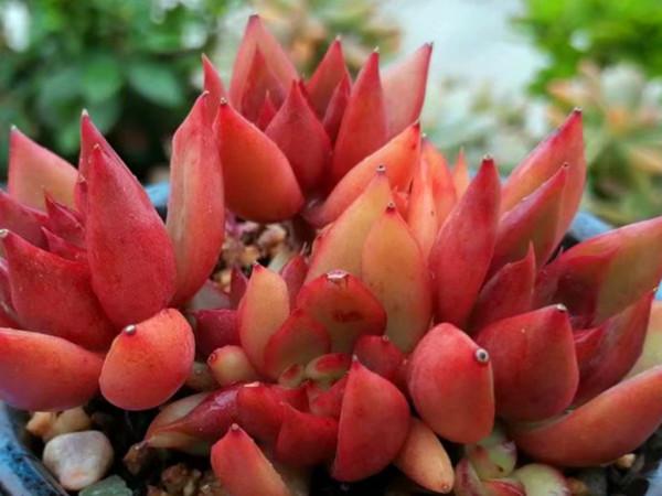 秋天換種方式養多肉，少施肥多澆水，養出爆頭小手捧，老樁大長腿