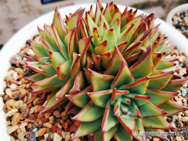 什麼樣的陶瓷盆養多肉好?讓我這個用了好幾種陶瓷盆的人來告訴你 什麼樣的陶瓷盆養多肉好?讓我這個用了好幾種陶瓷盆的人來告訴你