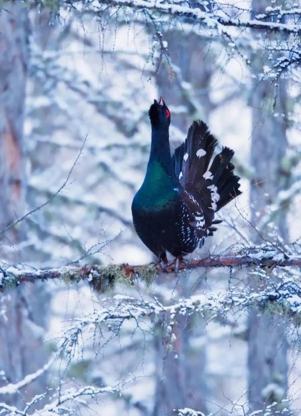 成年人玩得這麼野，小心把命都玩丟了