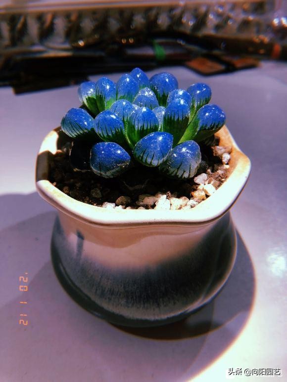 10萬粉絲博主售賣的&OpenCurlyDoubleQuote;紫色玉露&rdquo;，實際是噴漆的，中看不中養