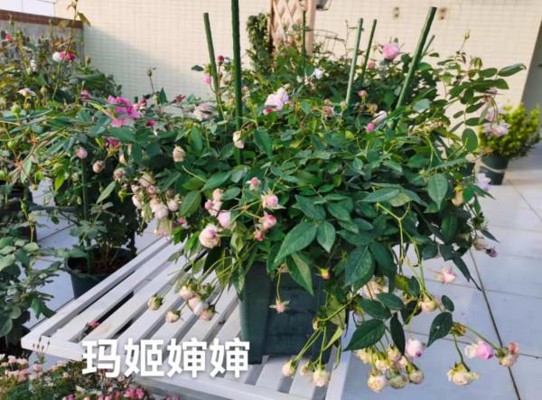 想知道月季群仙在廣東的表現?(三)看過來~看過來 想知道月季群仙在廣東的表現?(三)看過來~看過來