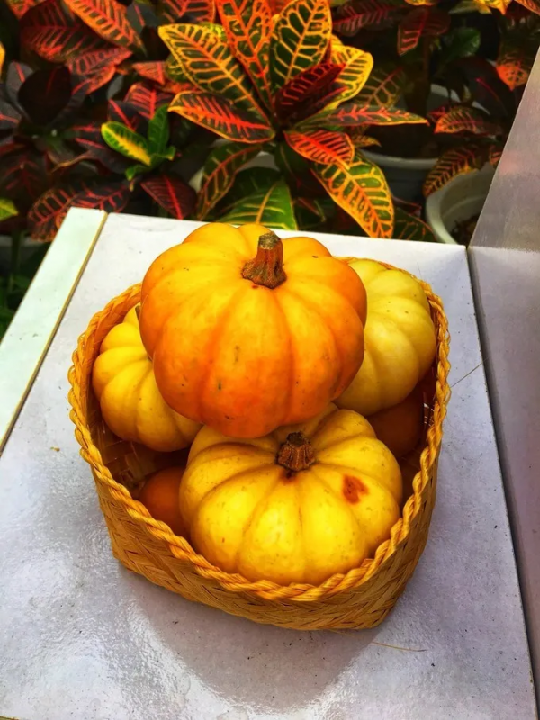 這個冬天,你應該去一趟廣西之崇左玉林靖西 這個冬天,你應該去一趟廣西之崇左玉林靖西