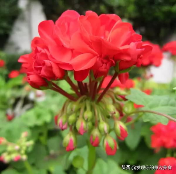 傲霜菊花奪人眼