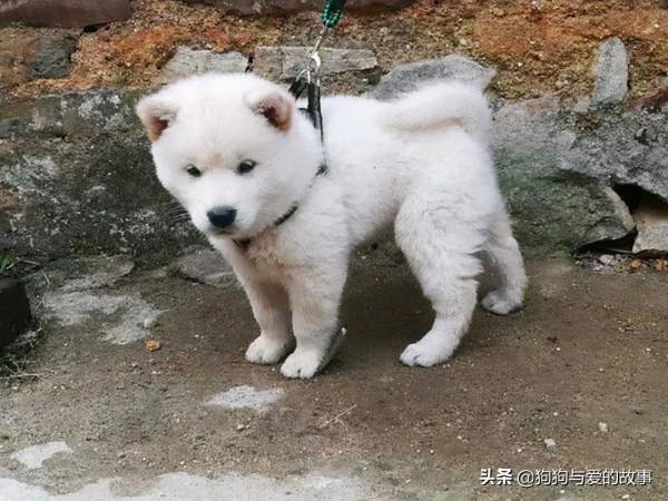 發財了!花了三十五買回的白色土狗,朋友見後說值兩千 發財了!花了三十五買回的白色土狗,朋友見後說值兩千