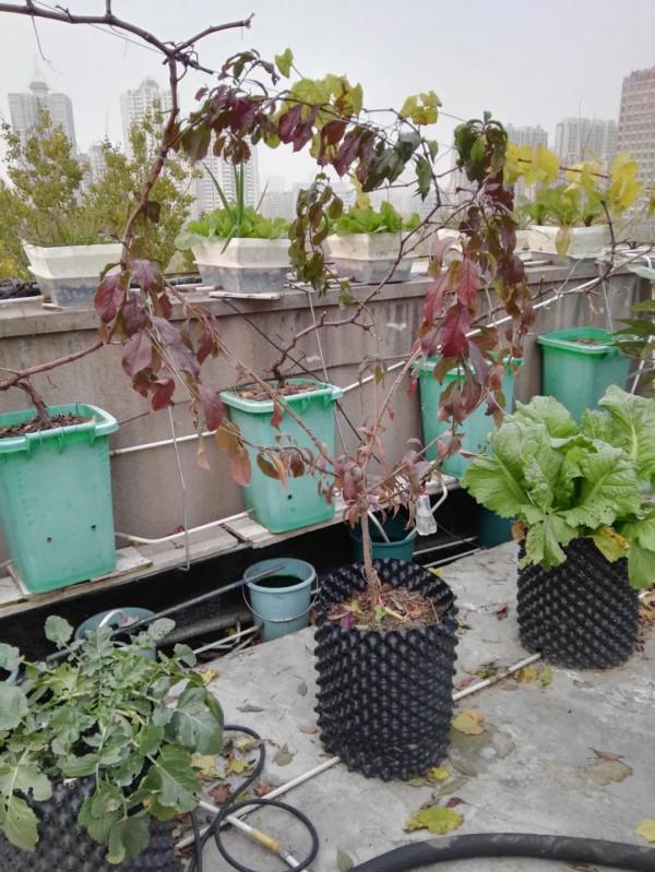 蜂糖李，北方樓頂值得種