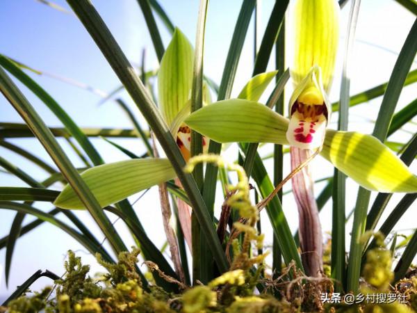 蘭花春化的技巧，謹防花苞在冬眠期復甦，新手蘭友想做卻不敢做