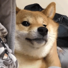 一文告訴你：如何判斷狗狗的年齡，一般看這5個地方就懂了