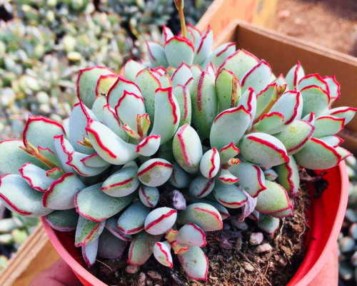 多肉品種24：五種奇怪的多肉植物，特玉蓮造型奇特，春萌有點眼盲