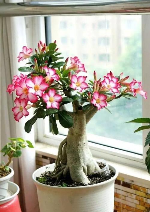 容易因多澆水而死的“10種花”，想要養好，管住手，少澆水