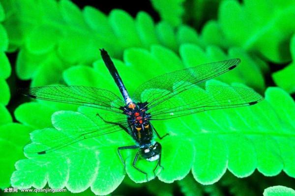 最大的蜻蜓——飄逸