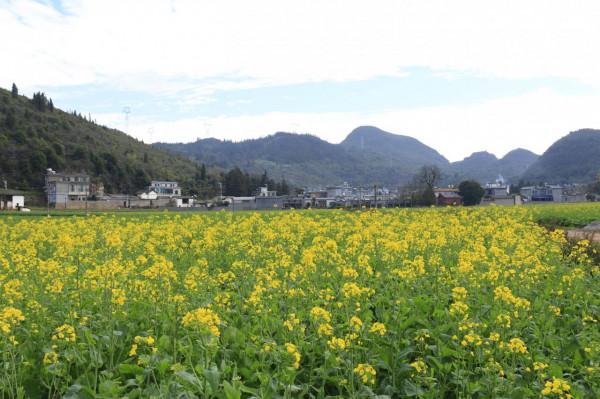 我對羅平的油菜花似乎也有&OpenCurlyDoubleQuote;七年之癢&rdquo;