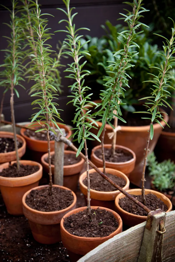 薰衣草棒棒糖打造兩步走，最快3個月種出來