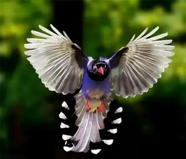 五彩斑斕的各種奇特的小鳥太可愛了，色彩豔麗，讓人賞心悅目