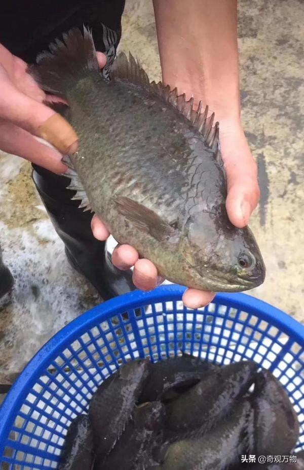 會行走的魚，並且可以在陸地上直接呼吸空氣的太陽魚你見過嗎？