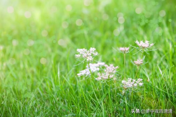 此心安處是吾鄉，白羊座