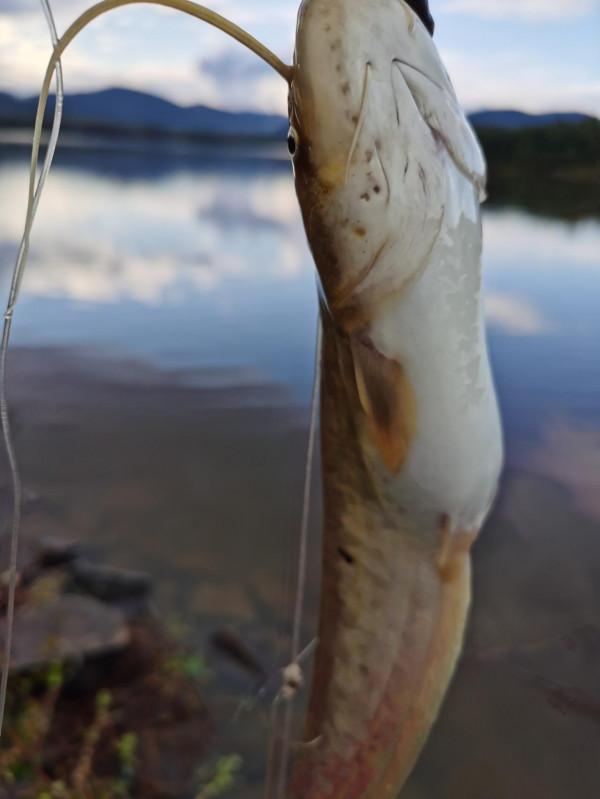 我本來想著搶在洪峰前釣釣魚，沒成想差點沒走出來……