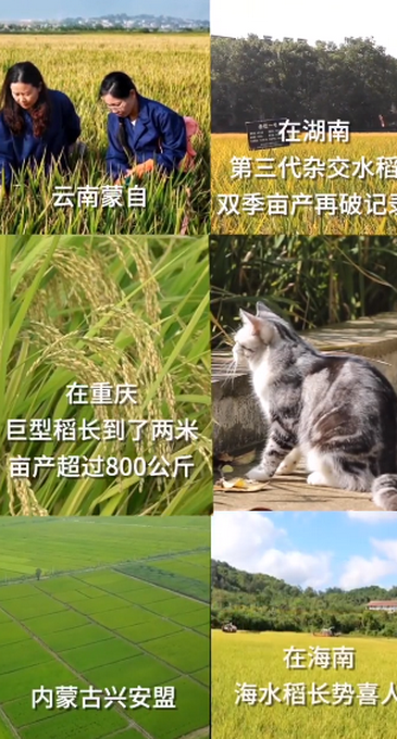 袁隆平的貓還在等他回家!花花長大了,但依舊是稻田的守護者 袁隆平的貓還在等他回家!花花長大了,但依舊是稻田的守護者