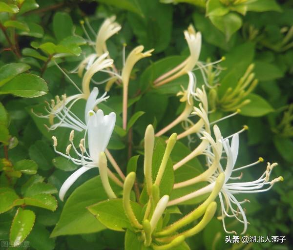 春天容易上火，最適合吃5種&OpenCurlyDoubleQuote;護肝菜&rdquo;和2種&OpenCurlyDoubleQuote;補肝茶&rdquo;，對身體好