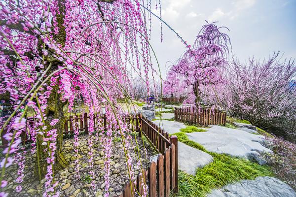 科普一下梅花：垂枝梅