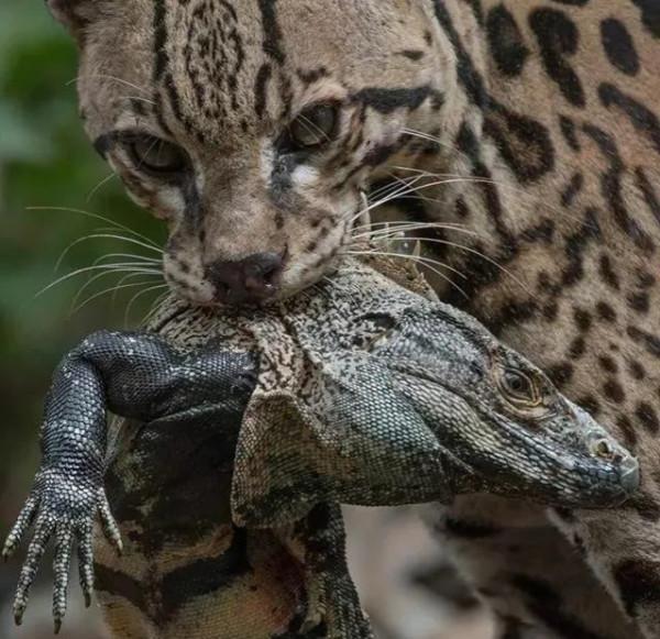 動物界奇異瞬間抓拍，從未見過這麼讓人驚歎的絕妙瞬間，大開眼界