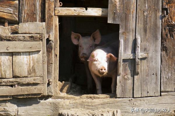 細思極恐！憨厚的外表藏著雞賊的野性，家豬真的會吃人嗎？