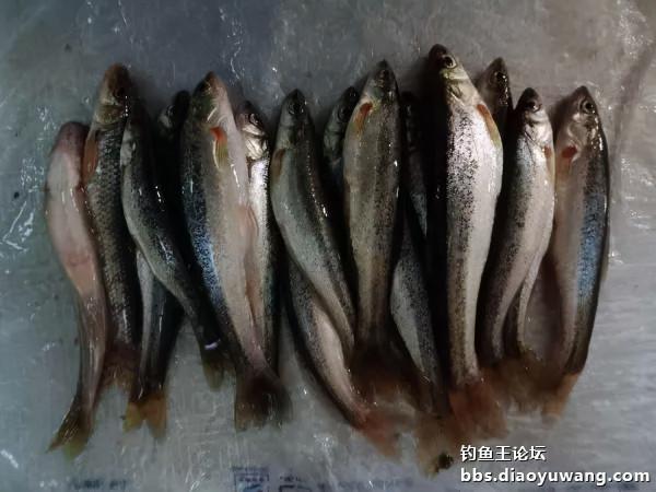 釣魚王餌兩腥配，帶來一次小豐收