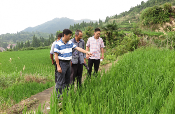 央視《新聞聯播》點贊!他是“糧食英雄”葉明兒 央視《新聞聯播》點贊!他是“糧食英雄”葉明兒