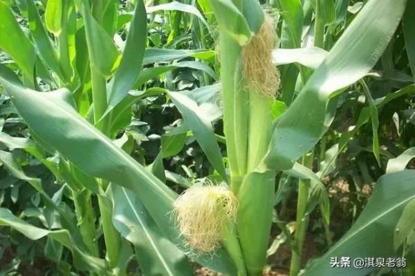 根據玉米產量構成的要素，從三個方面入手提高產量