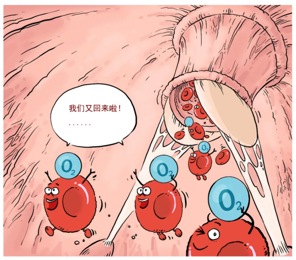 「漫繪科普」“氧氣快遞員”的人體迴圈之旅 「漫繪科普」“氧氣快遞員”的人體迴圈之旅