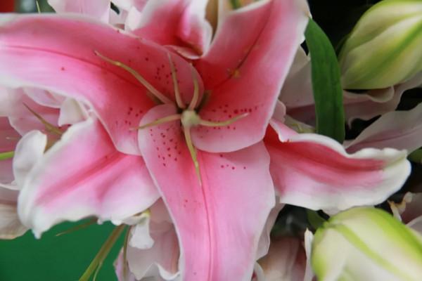 養花時遇到掉葉,長斑,長勢不佳等現象,要查詢原因,及時解決 養花時遇到掉葉,長斑,長勢不佳等現象,要查詢原因,及時解決