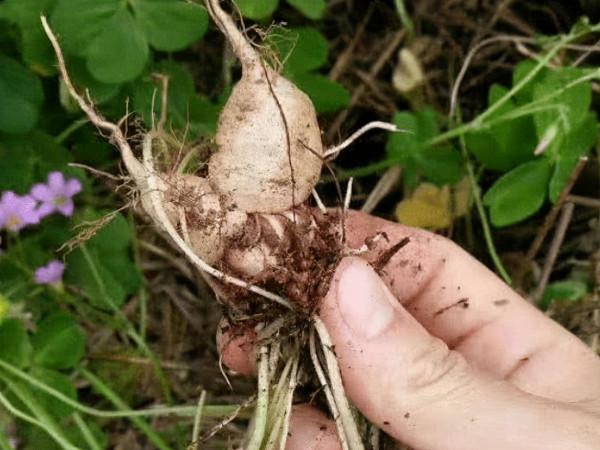 它叫三葉酸,很多人只摘葉吃,卻不知地下藏“水晶蘿蔔”,吃過嗎 它叫三葉酸,很多人只摘葉吃,卻不知地下藏“水晶蘿蔔”,吃過嗎