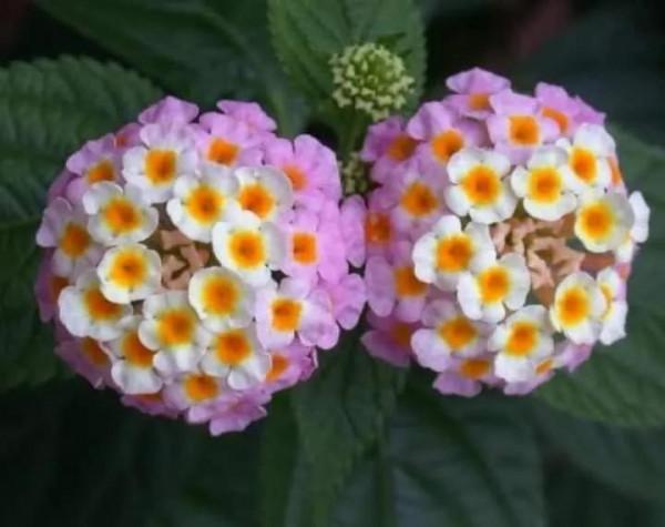 馬纓丹的花樣年華