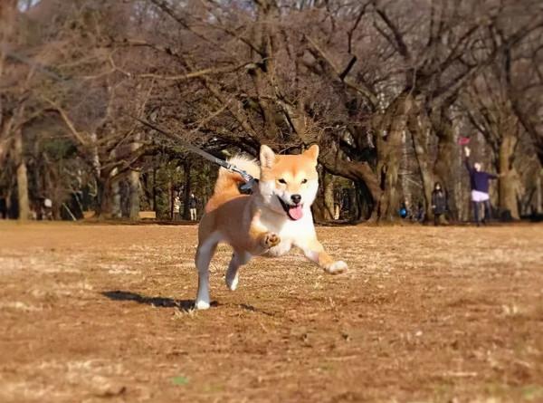 三胎家庭養了7年的柴犬：賣得了萌，帶得了娃，治癒又溫馨