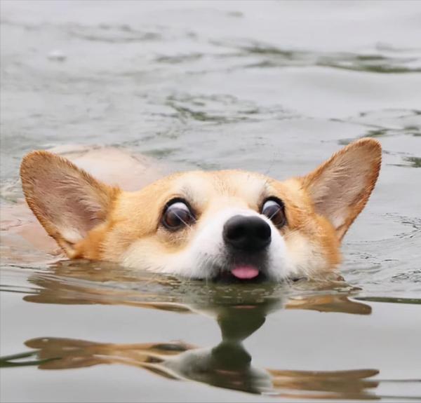 日本網友分享萌寵柯基的日常，每一張曬圖都堪稱行走的表情包