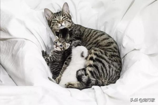 貓喜歡被擼嗎?擼貓是“異體梳理”的一種變體?什麼是異體梳理? 貓喜歡被擼嗎?擼貓是“異體梳理”的一種變體?什麼是異體梳理?