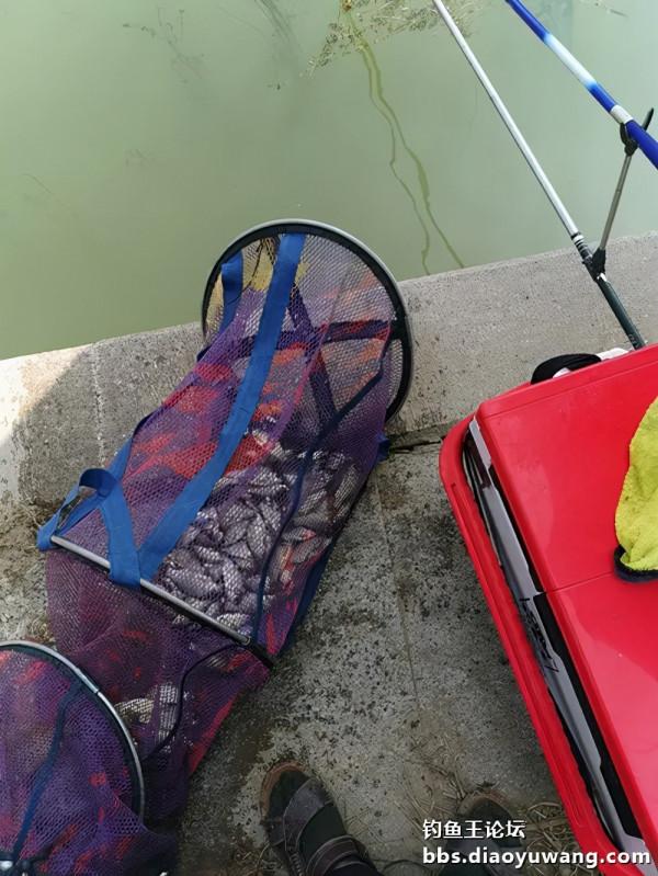 小河魁拔情開光，爽拉小鯽單杆過百